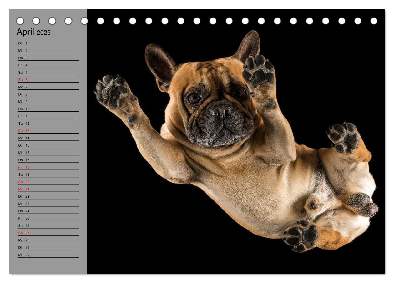 Bild: 9783435025626 | Bullymania - Französische Bulldoggen (Tischkalender 2025 DIN A5...