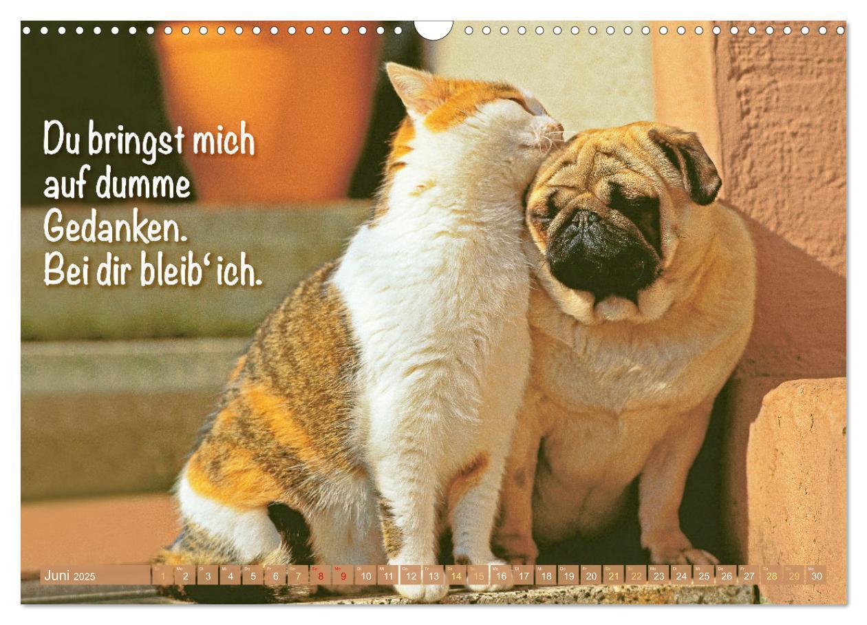 Bild: 9783457167168 | Lächeln mit Mops (Wandkalender 2025 DIN A3 quer), CALVENDO...