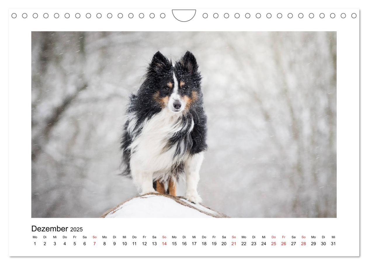 Bild: 9783435308309 | Herzensshelties - Shetland Sheepdogs (Wandkalender 2025 DIN A4...