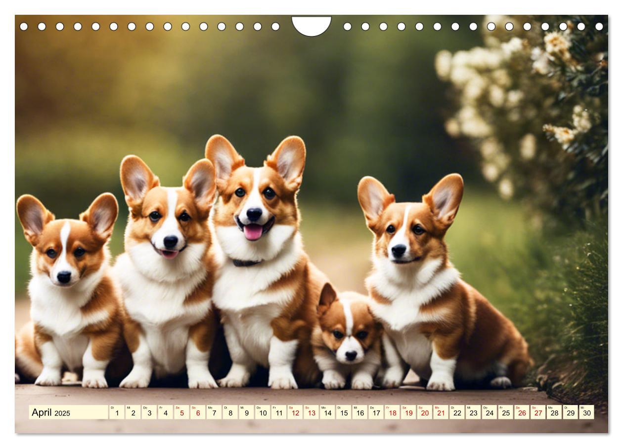 Bild: 9783435241026 | Welsh Corgi Pembroke (Wandkalender 2025 DIN A4 quer), CALVENDO...