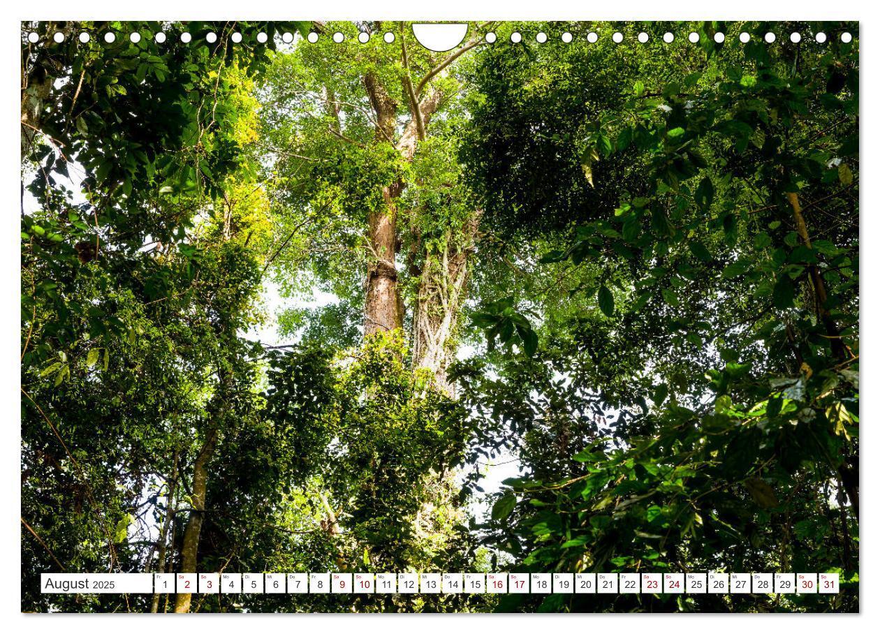 Bild: 9783457151006 | Gunung Leuser Nationalpark Sumatra (Wandkalender 2025 DIN A4 quer),...