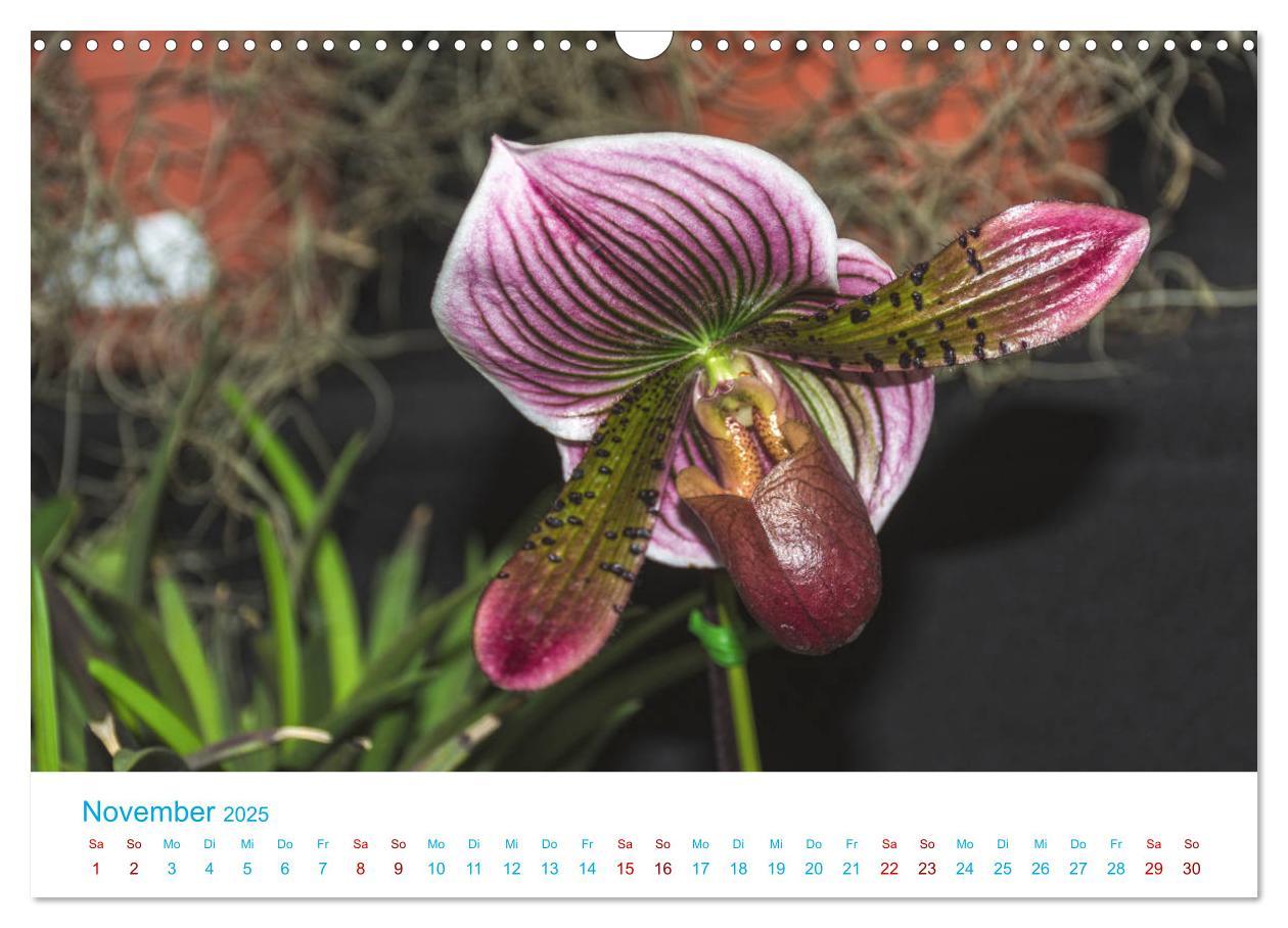 Bild: 9783435285501 | Die Königin der Blumenwelt, die Orchidee (Wandkalender 2025 DIN A3...