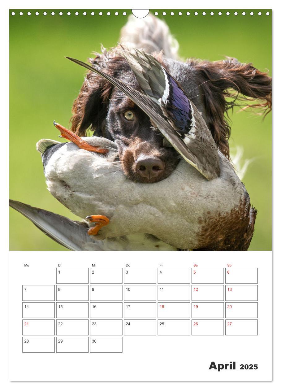 Bild: 9783457163399 | Geboren um zu Jagen. Der kleine Münsterländer (Wandkalender 2025...