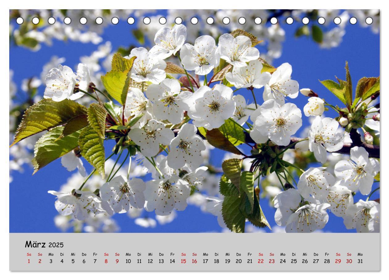 Bild: 9783435227211 | Blumen überall, zur Freude Menschen (Tischkalender 2025 DIN A5...