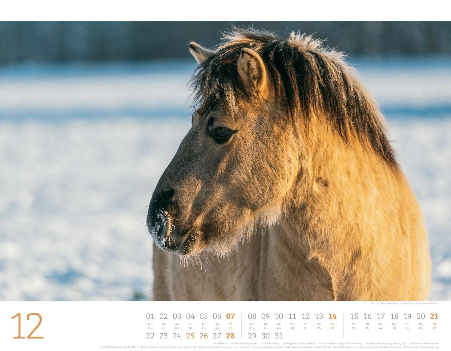 Bild: 9783838435084 | Wilde Pferde Kalender 2025 | Ackermann Kunstverlag | Kalender | 14 S.