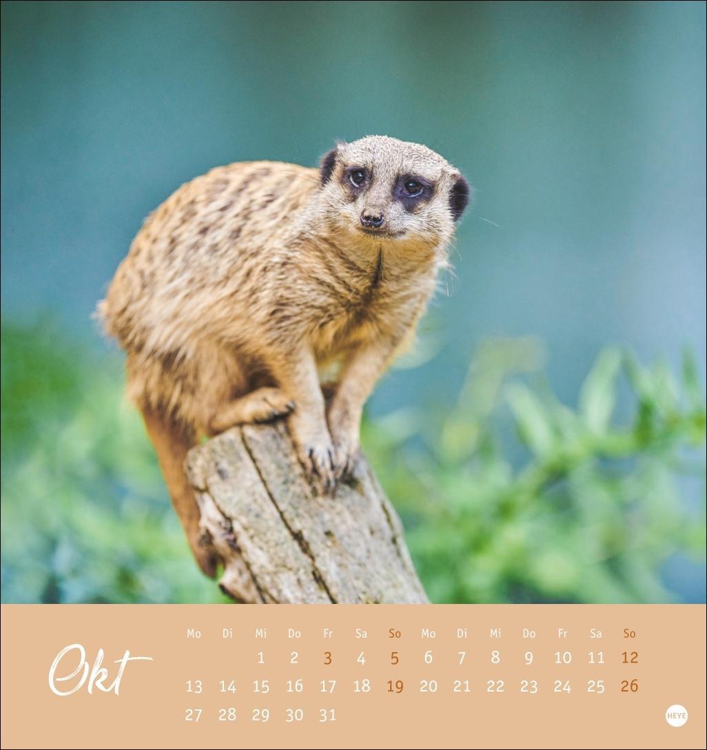 Bild: 9783756407163 | Erdmännchen Postkartenkalender 2025 | Heye | Kalender | Spiralbindung