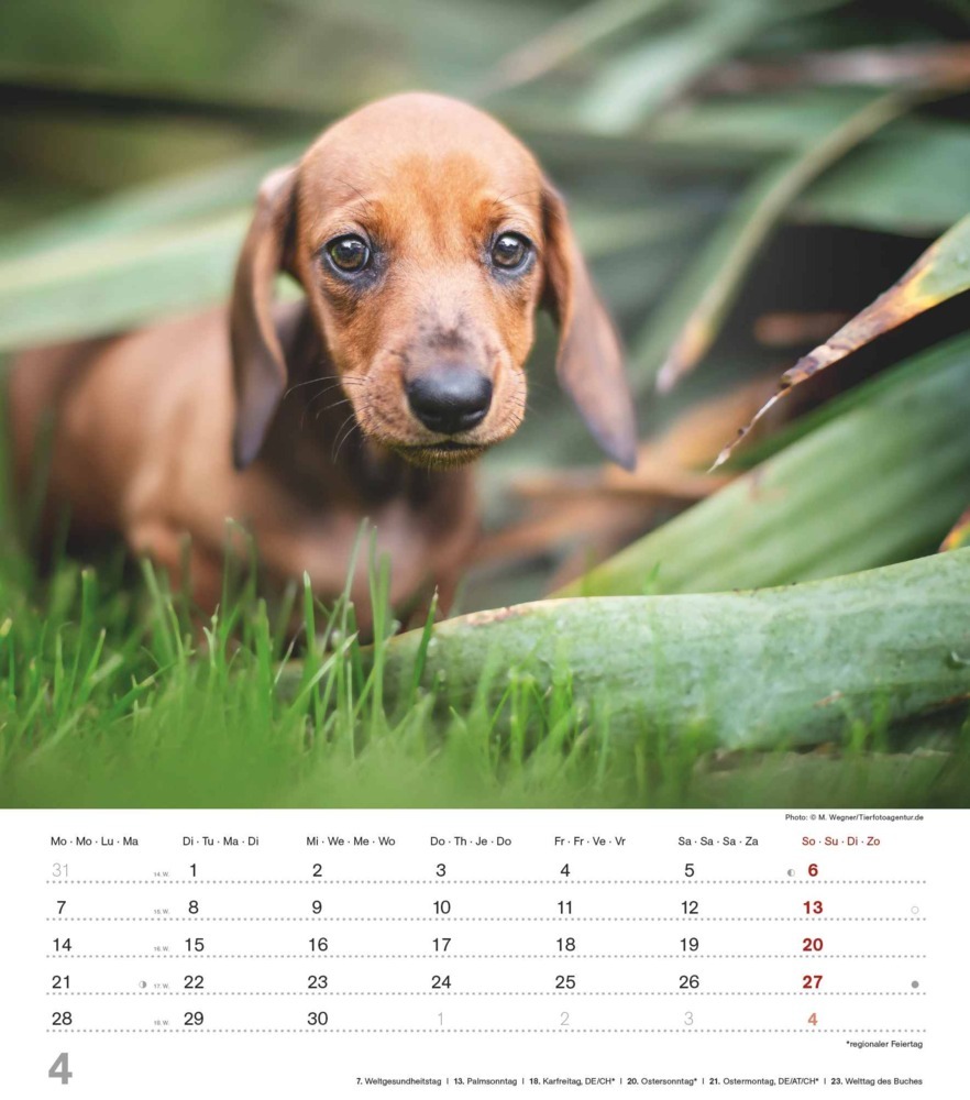 Bild: 4251732344405 | Alpha Edition - Niedliche Hundekinder 2025 Bildkalender, 30x40cm,...