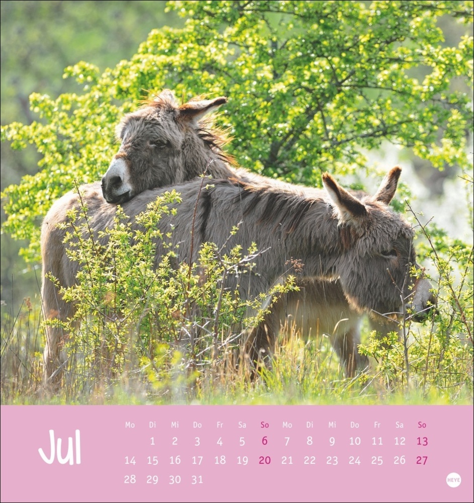 Bild: 9783756407149 | Esel Postkartenkalender 2025 - Von wegen sturer Esel | Kalender | 2025