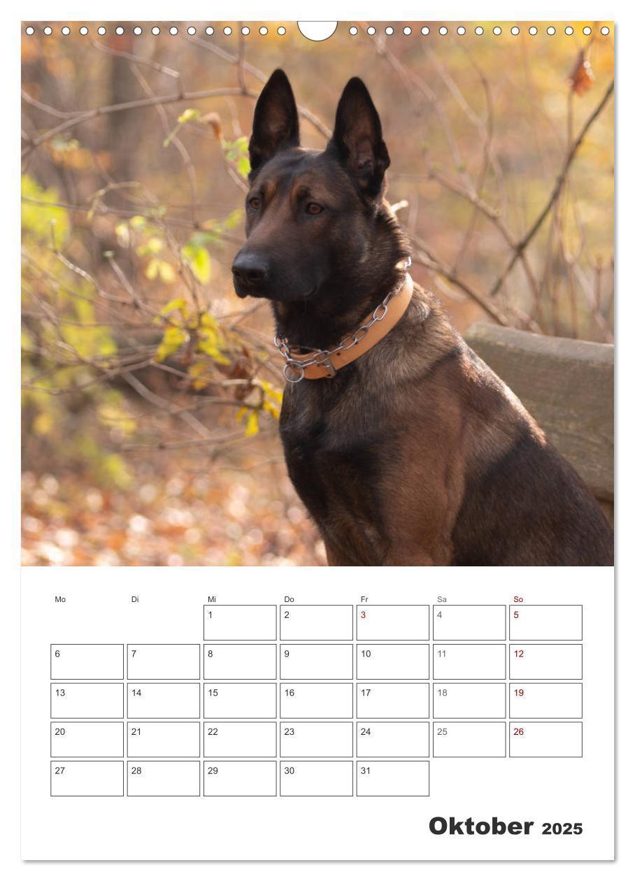 Bild: 9783435947850 | Malinois Power auf vier Pfoten (Wandkalender 2025 DIN A3 hoch),...