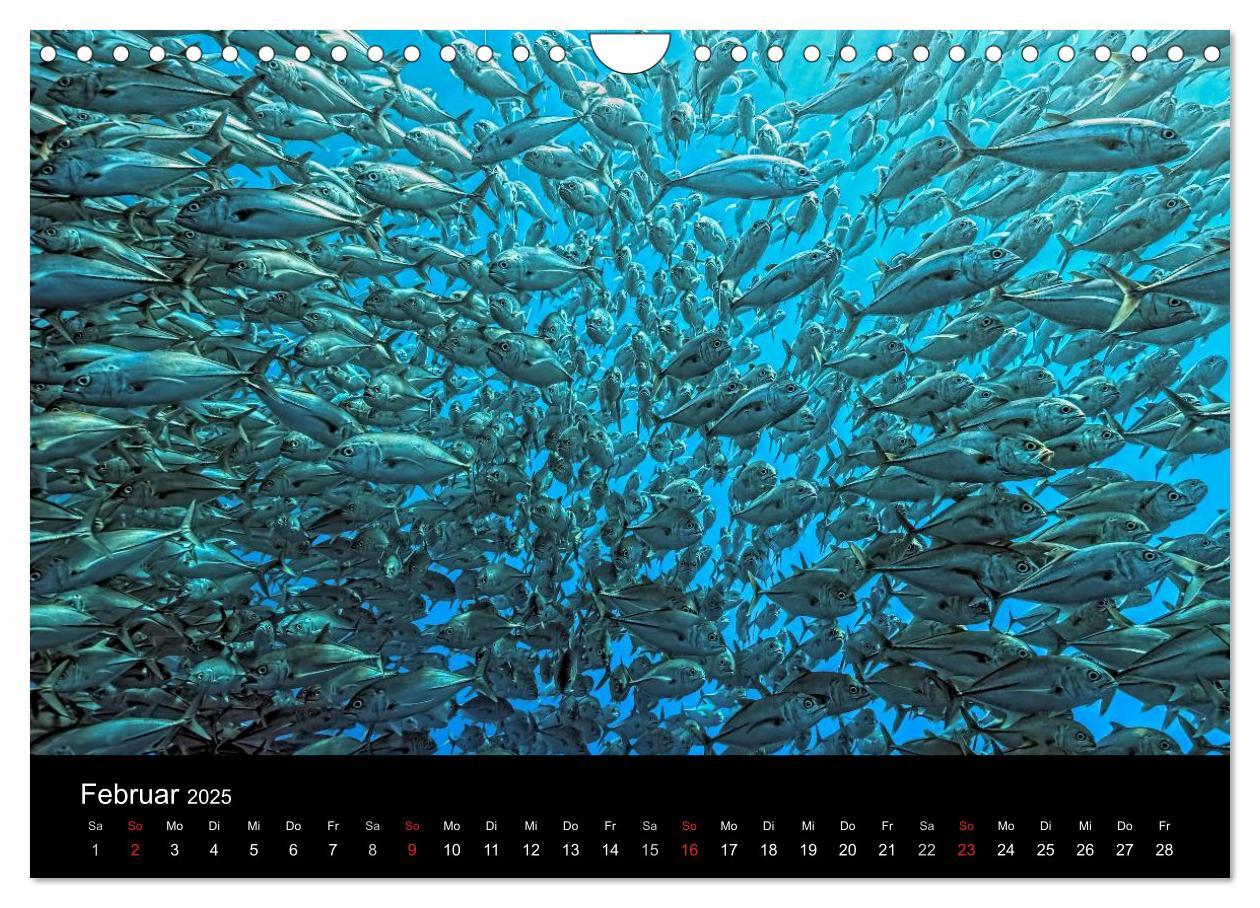 Bild: 9783435611751 | Fischschwärme (Wandkalender 2025 DIN A4 quer), CALVENDO Monatskalender