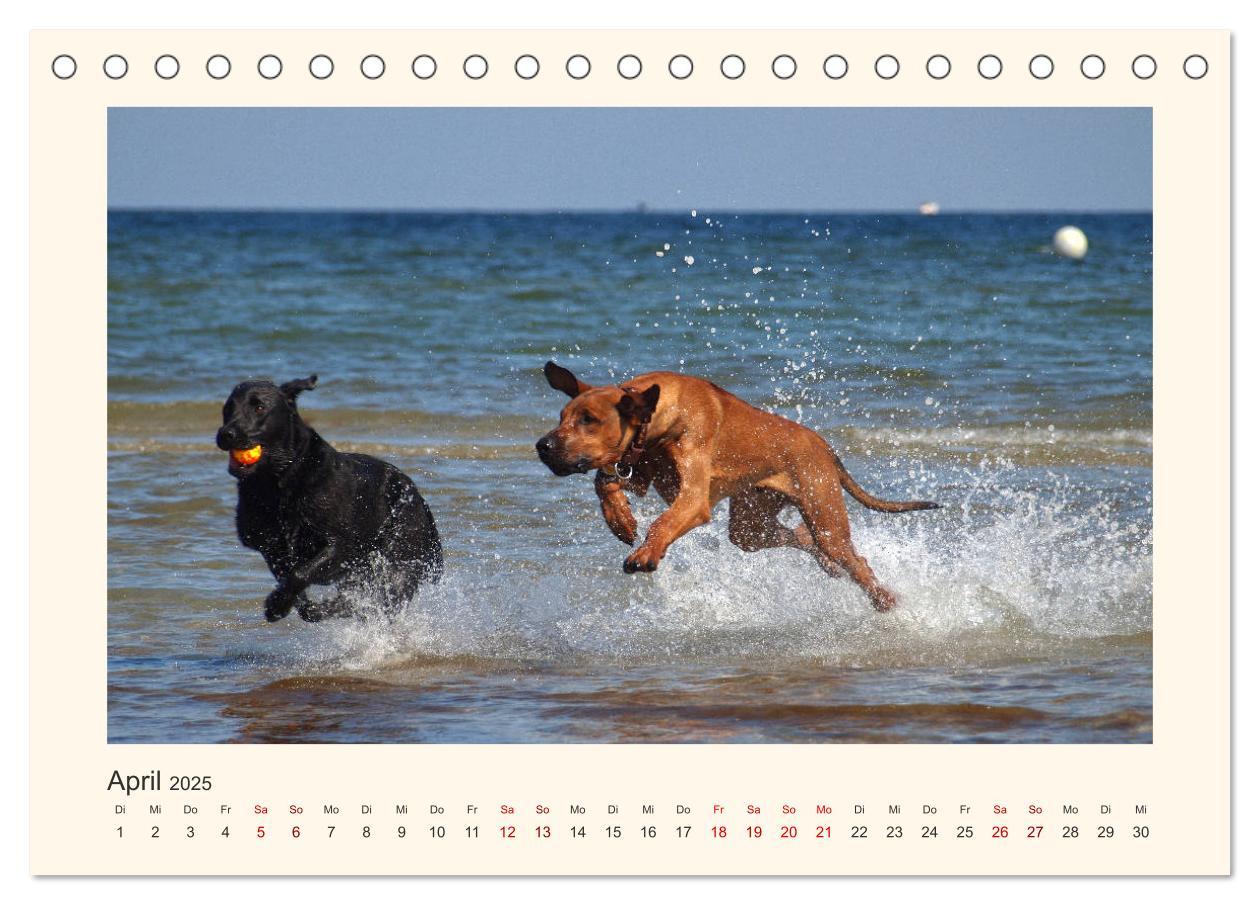 Bild: 9783435352623 | Rhodesian Ridgeback Power aus Südafrika (Tischkalender 2025 DIN A5...