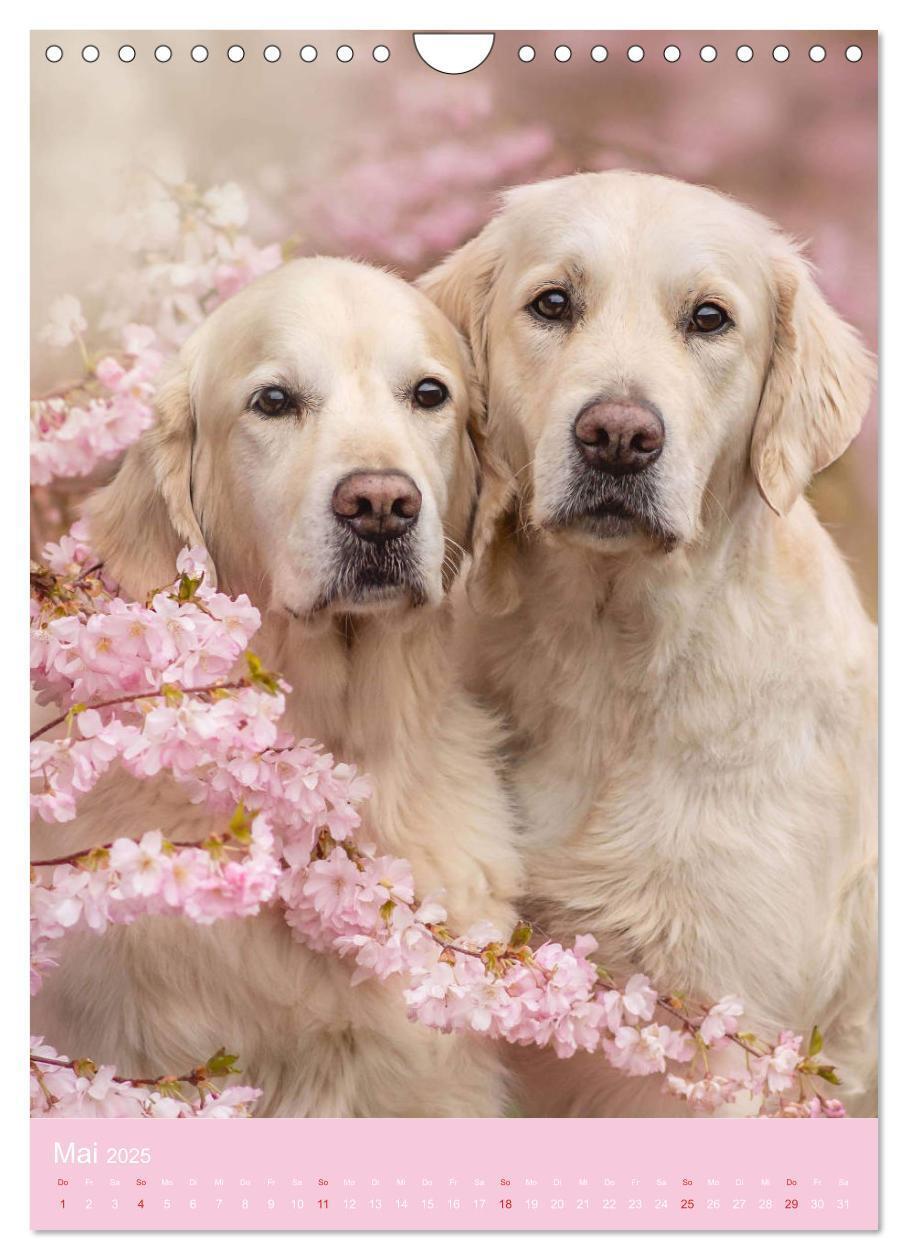 Bild: 9783435948130 | Grace und Cuba - Zwei liebenswerte Golden Retriever (Wandkalender...