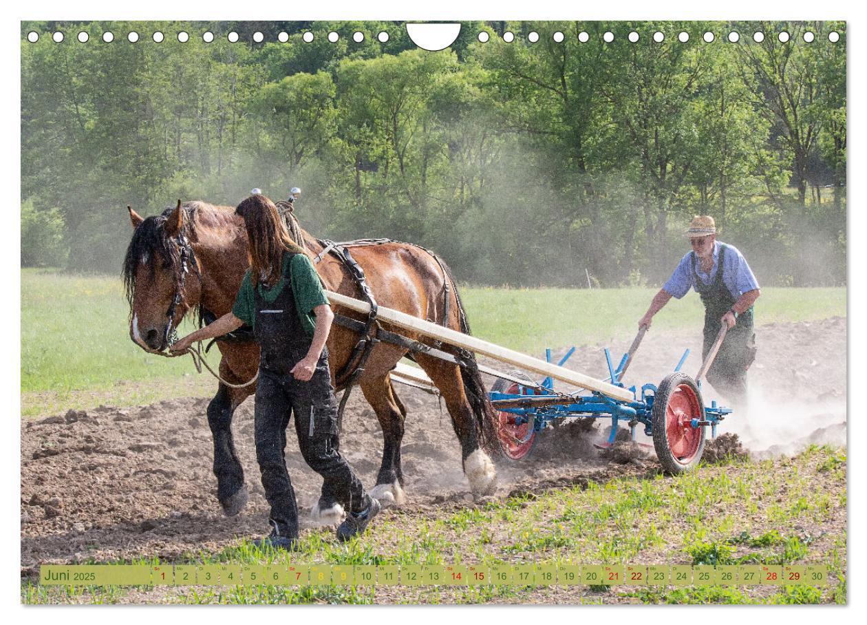 Bild: 9783435096435 | Zugpferde bei der Feldarbeit (Wandkalender 2025 DIN A4 quer),...