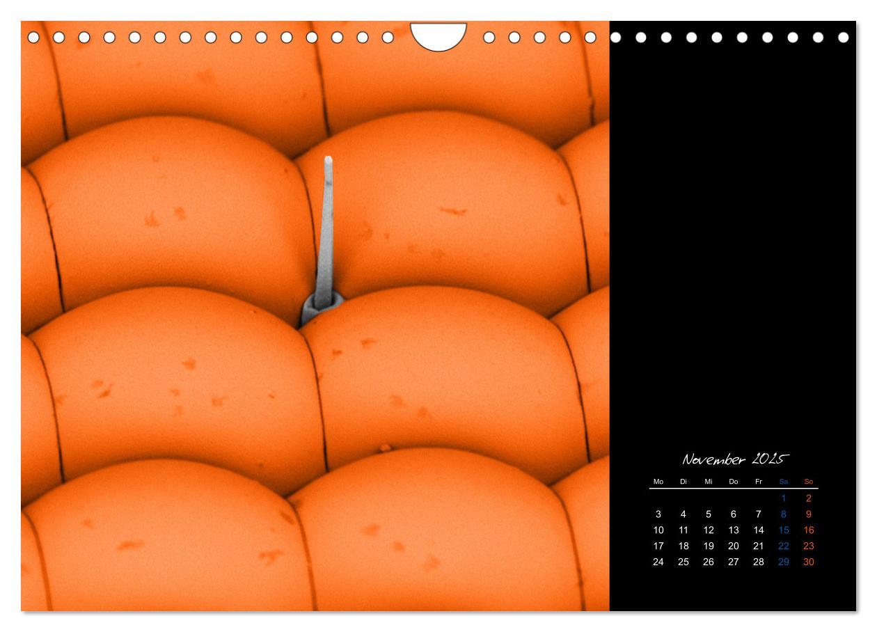 Bild: 9783435338344 | strucTEMs Mikrowelt - Winzige Nachbarn ganz groß (Wandkalender 2025...