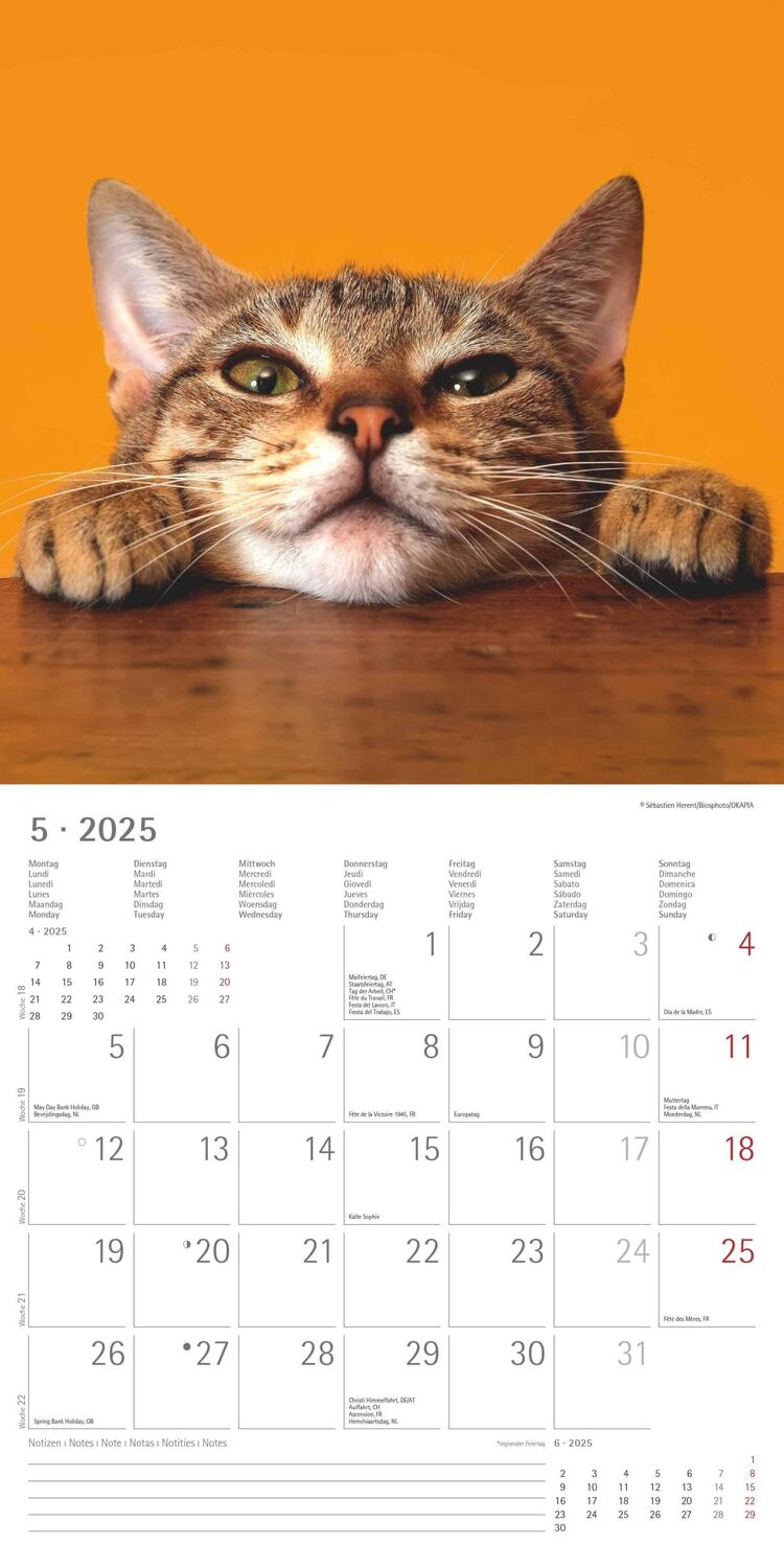 Bild: 4251732340827 | Funny Cats 2025 - Broschürenkalender 30x30 cm (30x60 geöffnet) -...