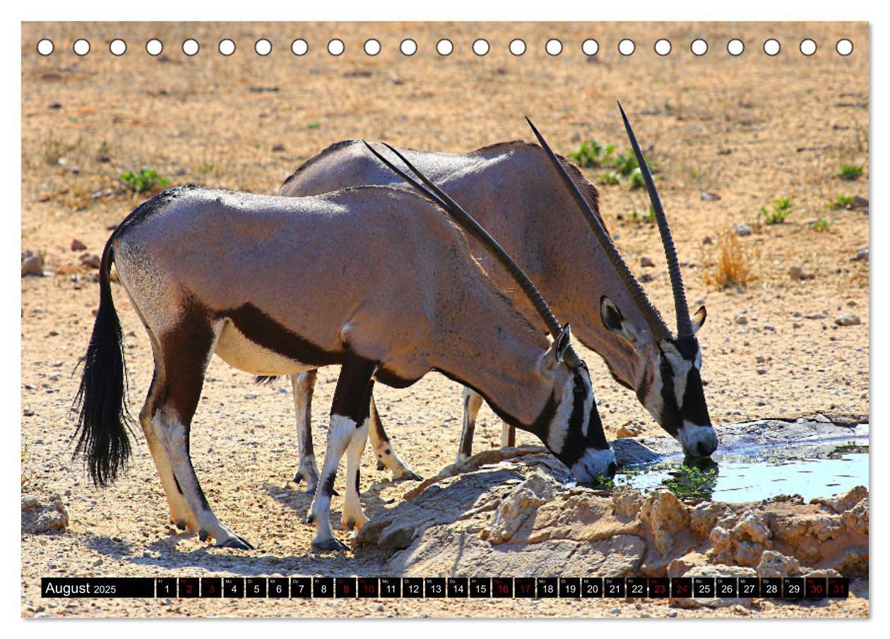 Bild: 9783383920851 | Auf Pirschfahrt im Kgalagadi Transfrontier Park (Tischkalender 2025...