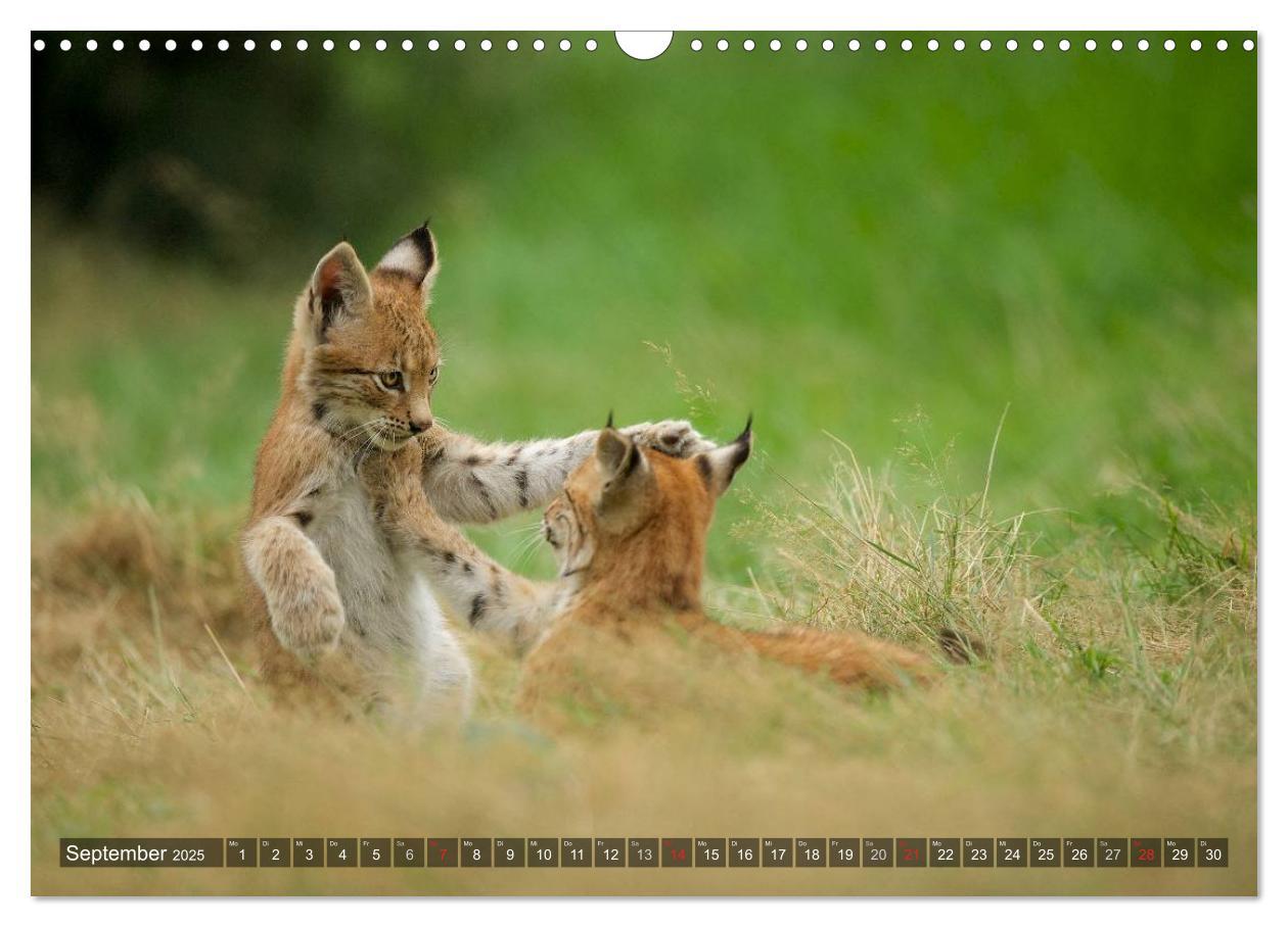 Bild: 9783435689576 | Der Luchs - Dem Pinselohr auf der Spur (Wandkalender 2025 DIN A3...