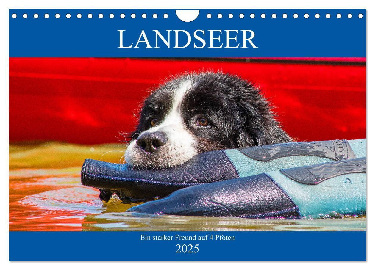 Cover: 9783435306251 | Landseer - Ein starker Freund auf 4 Pfoten (Wandkalender 2025 DIN...