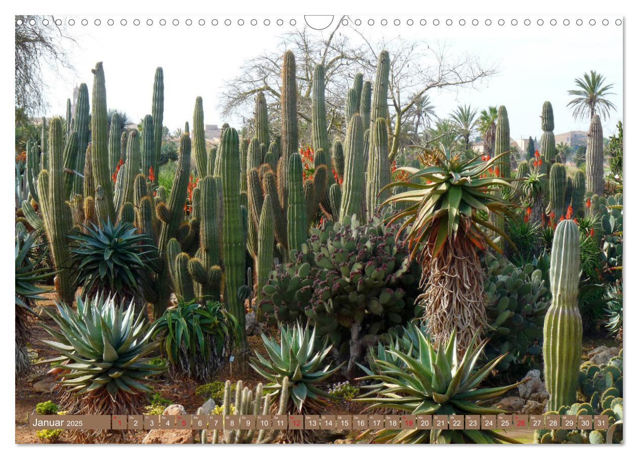 Bild: 9783435336579 | BOTANICACTUS Mallorcas Kakteengarten (Wandkalender 2025 DIN A3...