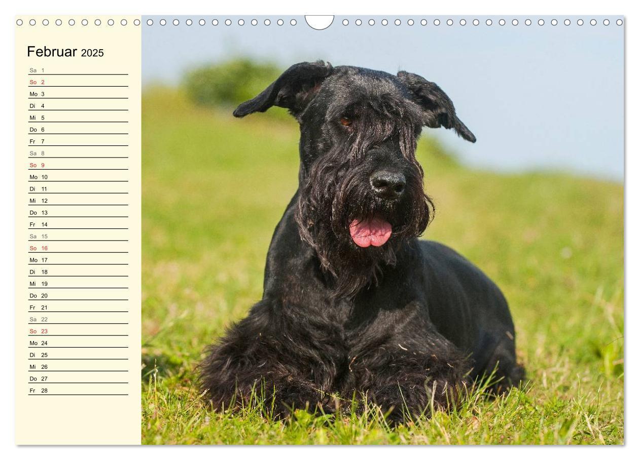 Bild: 9783435545049 | Treuer Freund Riesenschnauzer (Wandkalender 2025 DIN A3 quer),...