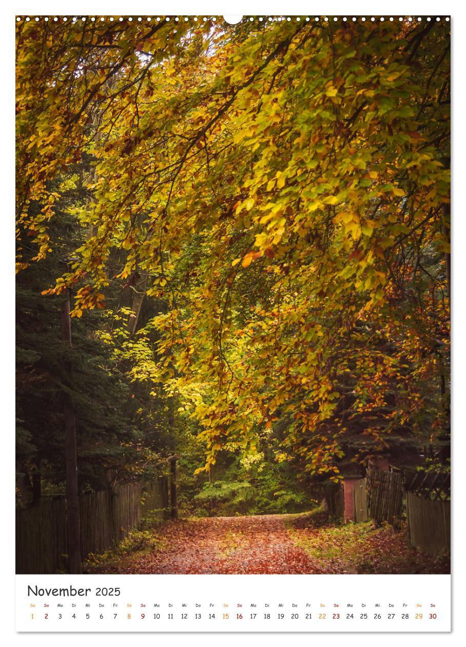 Bild: 9783435882700 | Bäume im Harz (Wandkalender 2025 DIN A2 hoch), CALVENDO Monatskalender