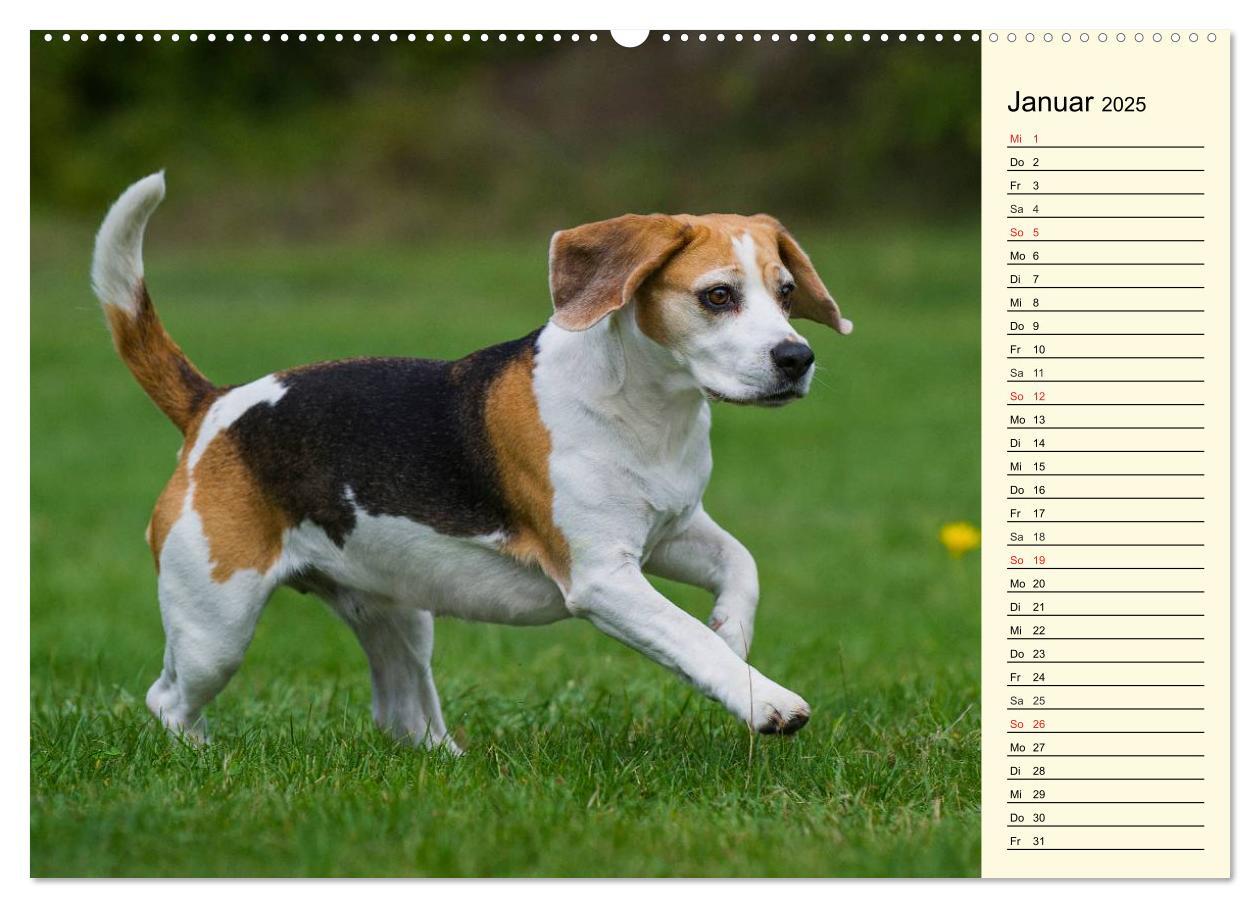 Bild: 9783435540884 | Beagle - Herz auf 4 Pfoten (Wandkalender 2025 DIN A2 quer),...