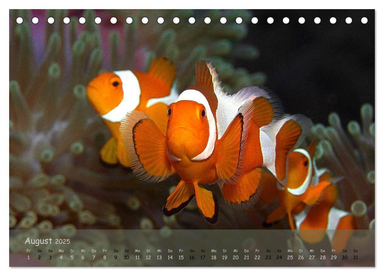 Bild: 9783435351169 | Anemonenfische - Streitbare Gesellen (Tischkalender 2025 DIN A5...