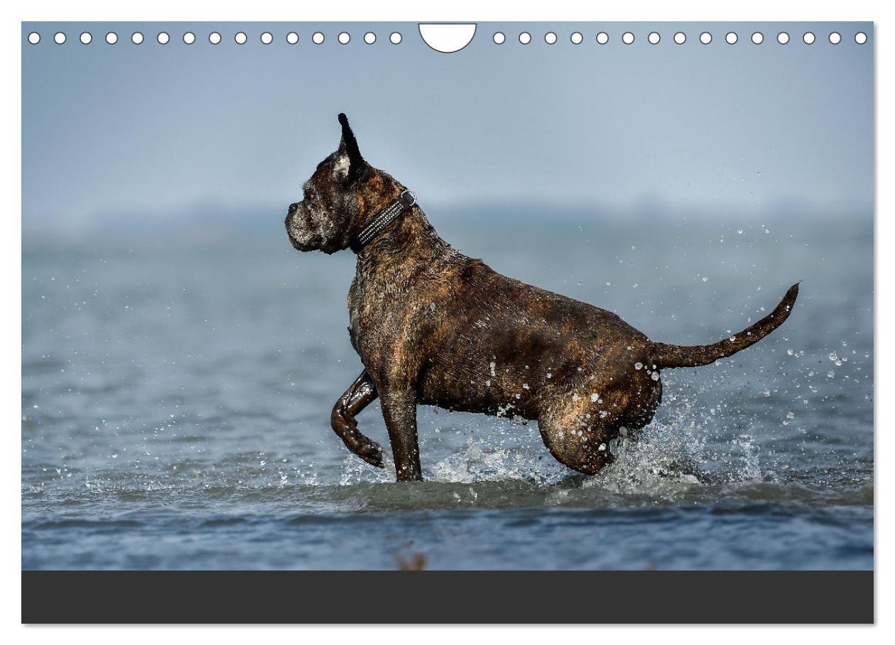 Bild: 9783383843303 | Fantastische Boxer - Sieger der Herzen (Wandkalender 2025 DIN A4...