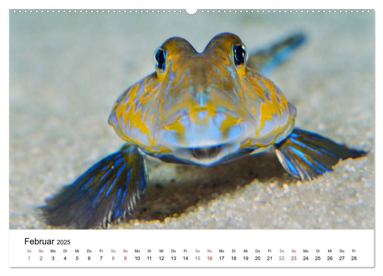 Bild: 9783435793587 | Fischzauber - Wundervolle Aquarienfische (Wandkalender 2025 DIN A2...