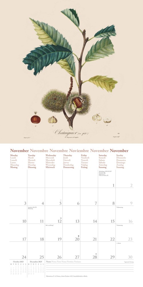 Bild: 4250809652818 | DUMONT - Fruits 2025 Broschürenkalender, 30x30cm, Wandkalender mit...