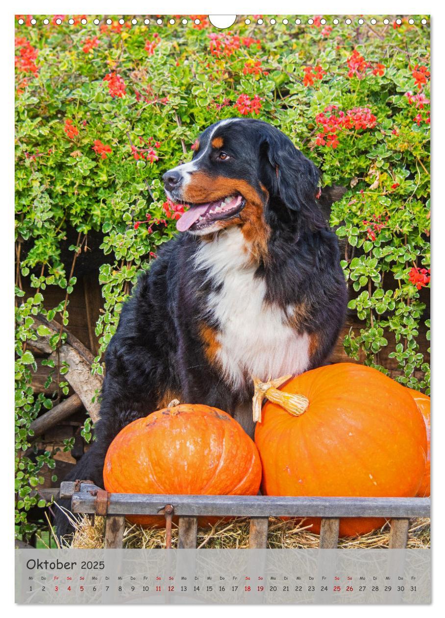 Bild: 9783457159194 | Berner Sennenhund - Ein Hund für alle Fälle (Wandkalender 2025 DIN...