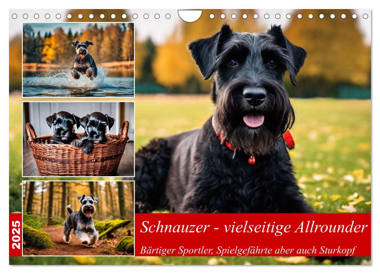 Cover: 9783457016145 | Schnauzer - vielseitige Allrounder (Wandkalender 2025 DIN A4 quer),...