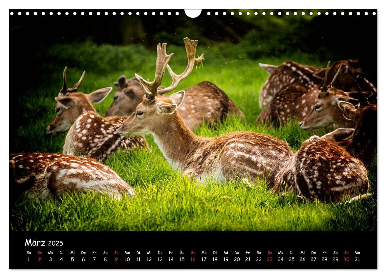 Bild: 9783435608928 | Rehe und Hirsche in freier Natur (Wandkalender 2025 DIN A3 quer),...