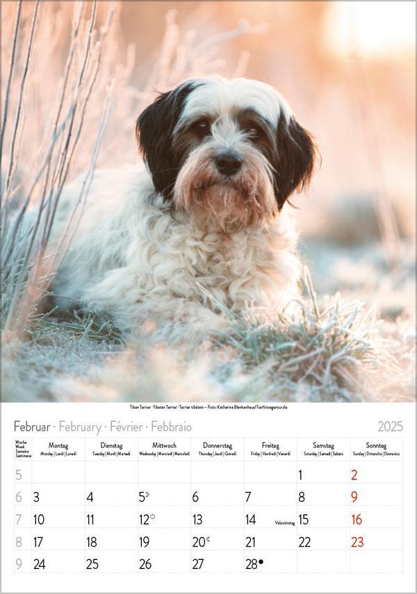 Bild: 9783731876175 | Hunde 2025 | Wandkalender mit Fotos von Hunden. Format 23,5 x 33,5 cm.