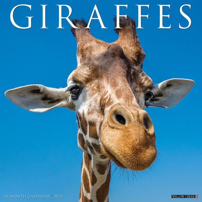 Cover: 9781549243066 | Giraffes 2025 12 X 12 Wall Calendar | Willow Creek Press | Kalender