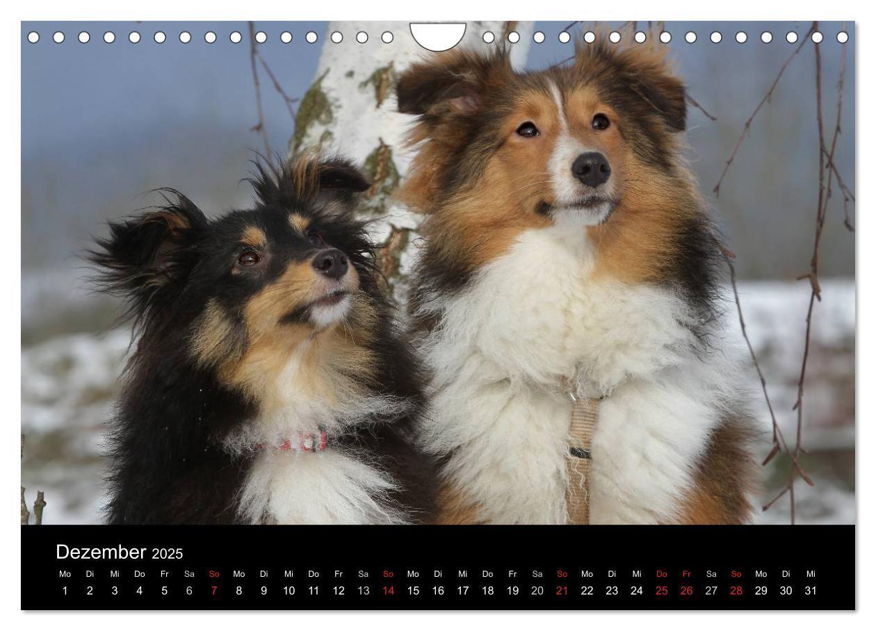 Bild: 9783435752720 | Shelties 2025 (Wandkalender 2025 DIN A4 quer), CALVENDO Monatskalender