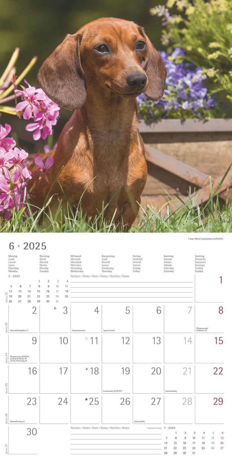 Bild: 4251732343033 | Dackel 2025 - Broschürenkalender 30x30 cm (30x60 geöffnet) -...