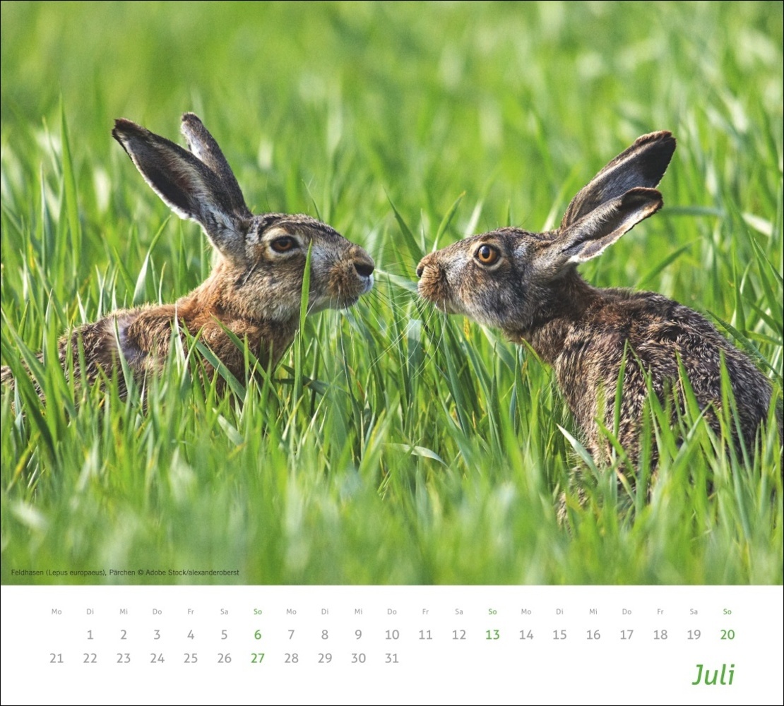 Bild: 9783756406913 | Heimische Tiere Bildkalender 2025 | Kalender | Spiralbindung | 14 S.