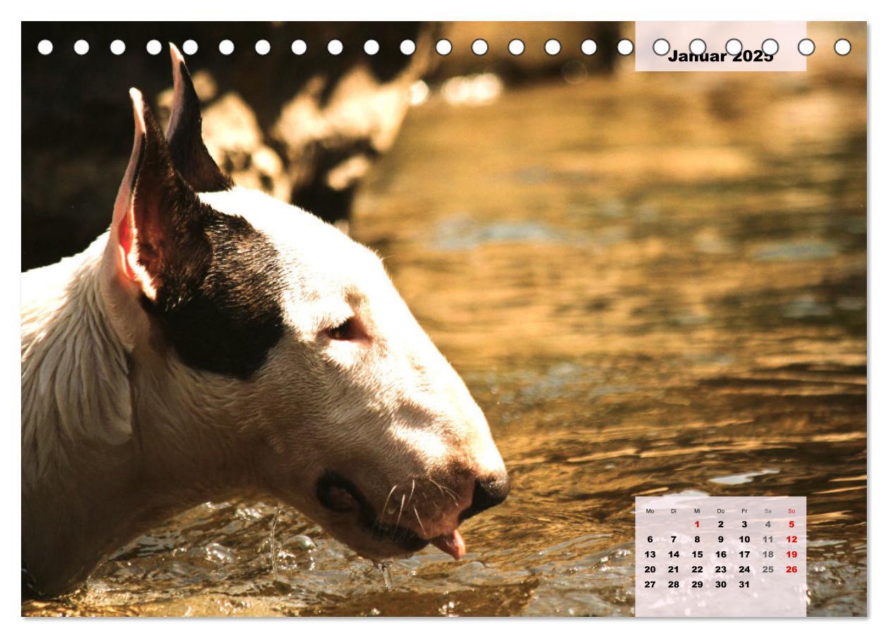 Bild: 9783383946813 | Bullterrier. Freudiges Wesen und Charakter (Tischkalender 2025 DIN...