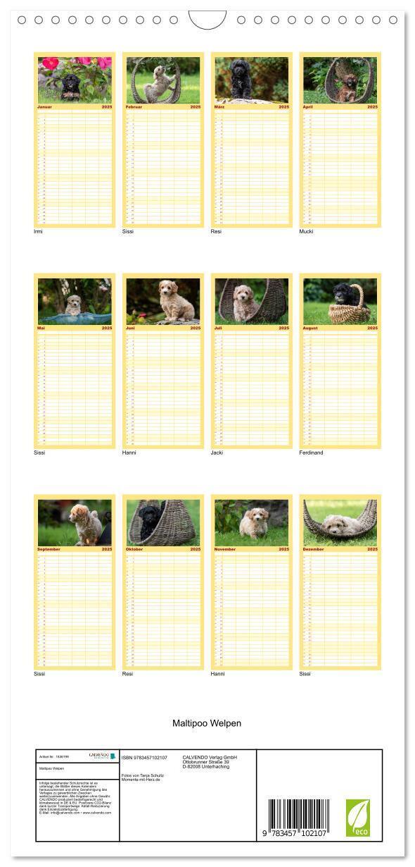 Bild: 9783457102107 | Familienplaner 2025 - Maltipoo Welpen mit 5 Spalten (Wandkalender,...