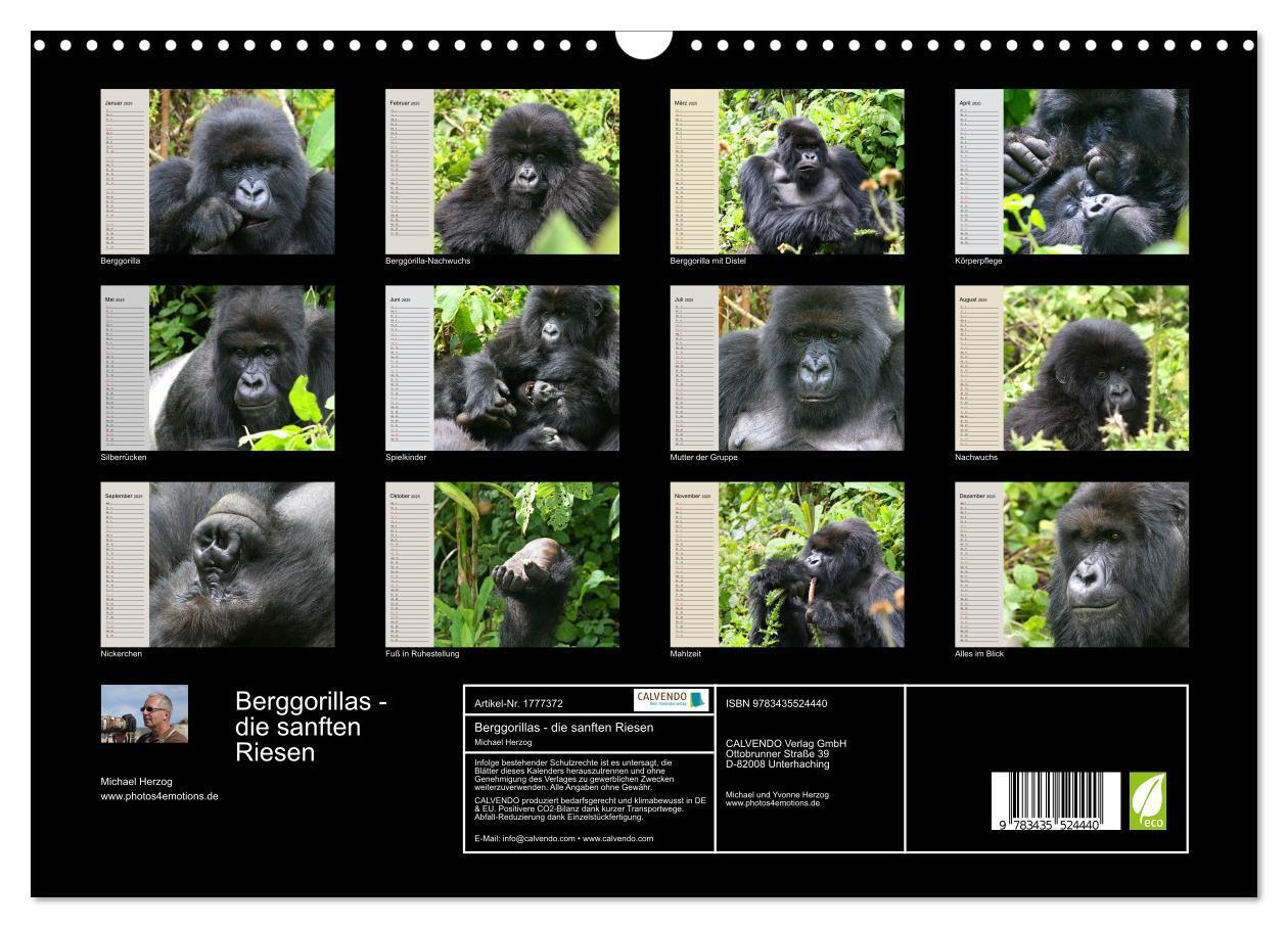 Bild: 9783435524440 | Berggorillas - die sanften Riesen (Wandkalender 2025 DIN A3 quer),...