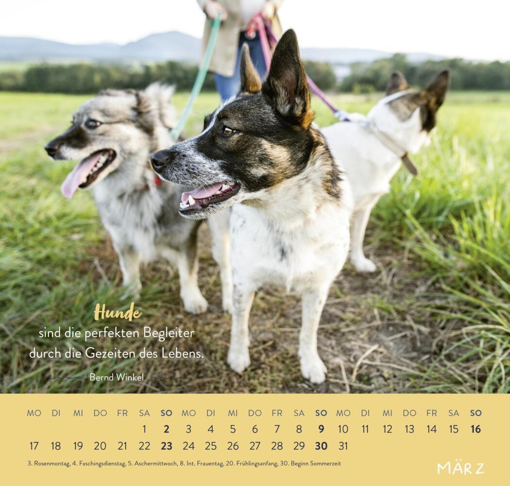 Bild: 4036442011867 | Wandkalender 2025: Für Hundefreunde | Groh Verlag | Kalender | 12 S.