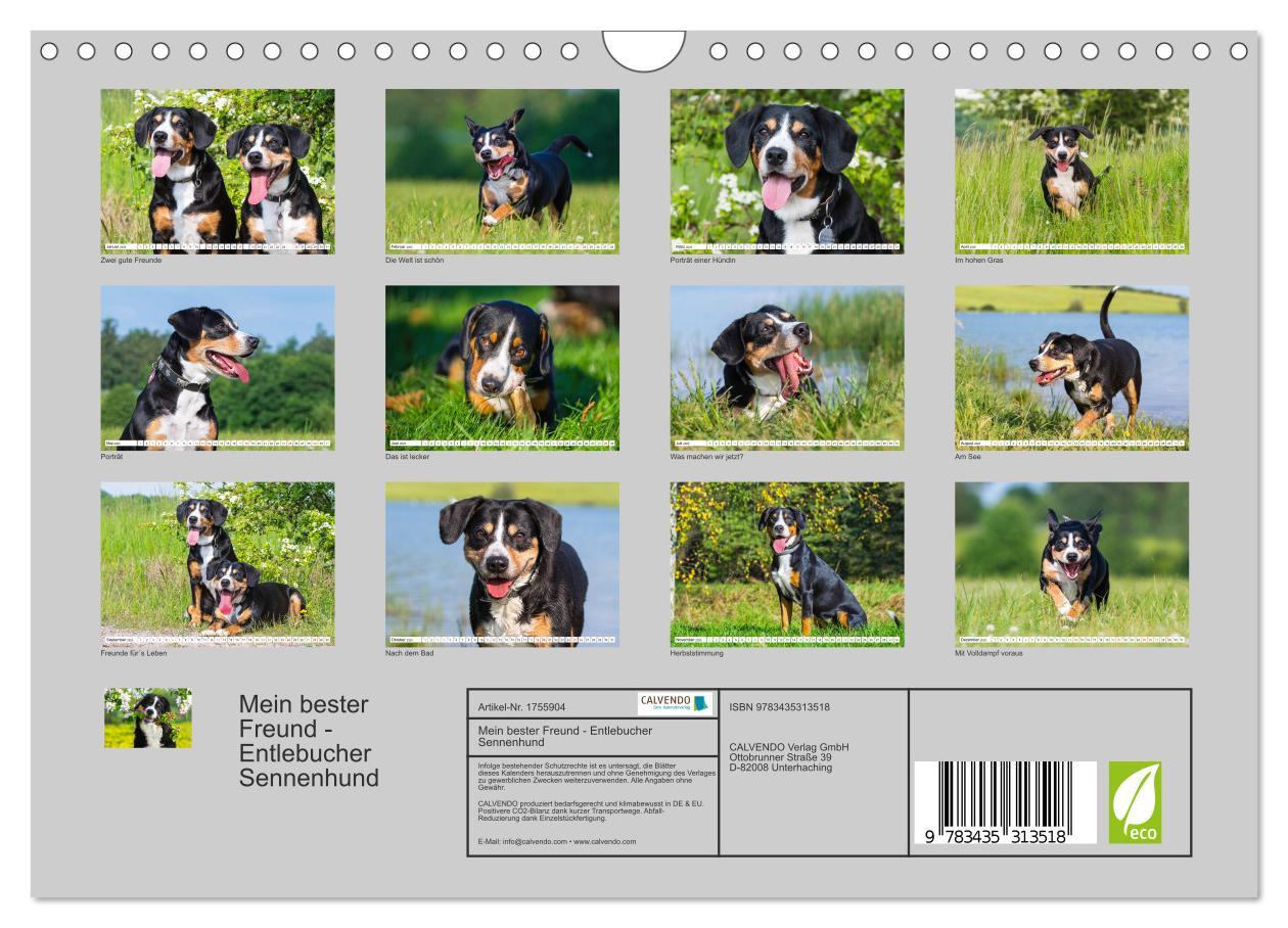 Bild: 9783435313518 | Mein bester Freund - Entlebucher Sennenhund (Wandkalender 2025 DIN...