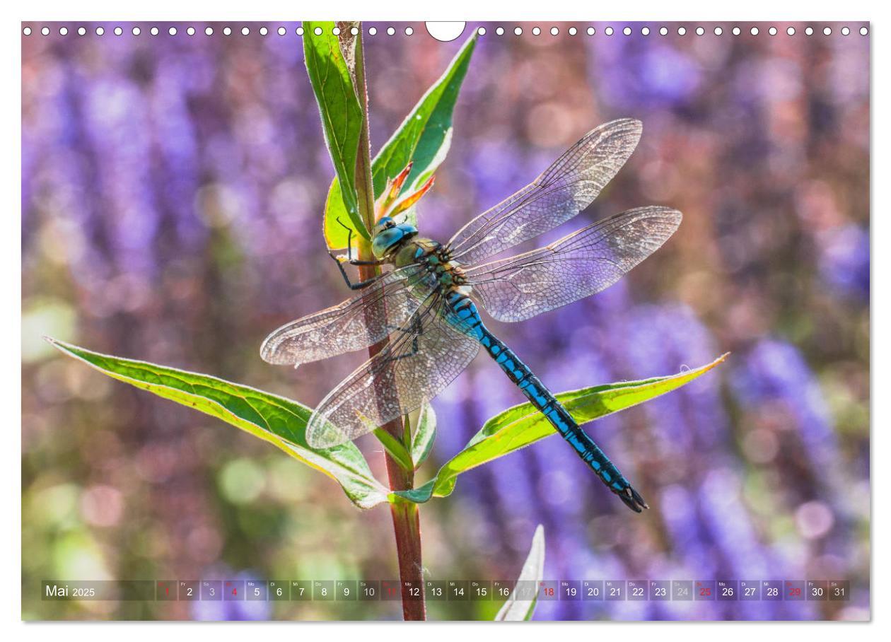 Bild: 9783435717552 | Libellen - Fliegende Edelsteine (Wandkalender 2025 DIN A3 quer),...