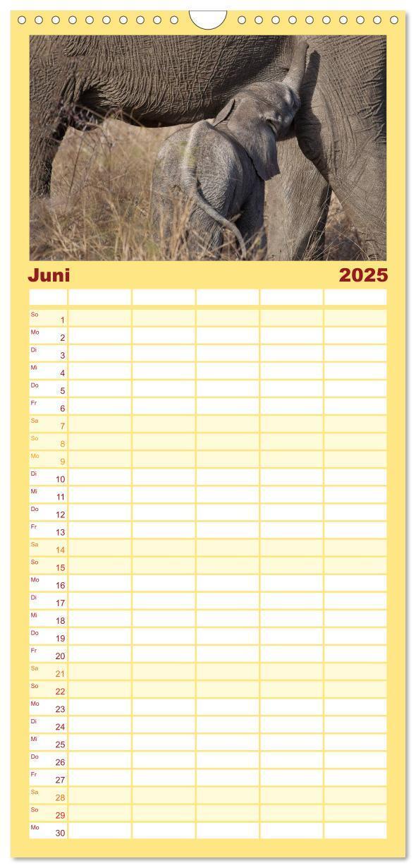 Bild: 9783457115589 | Familienplaner 2025 - Tierbabys 2025 mit 5 Spalten (Wandkalender,...