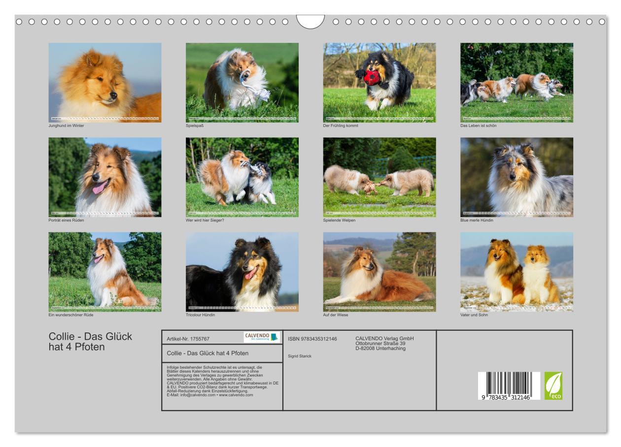 Bild: 9783435312146 | Collie - Das Glück hat 4 Pfoten (Wandkalender 2025 DIN A3 quer),...