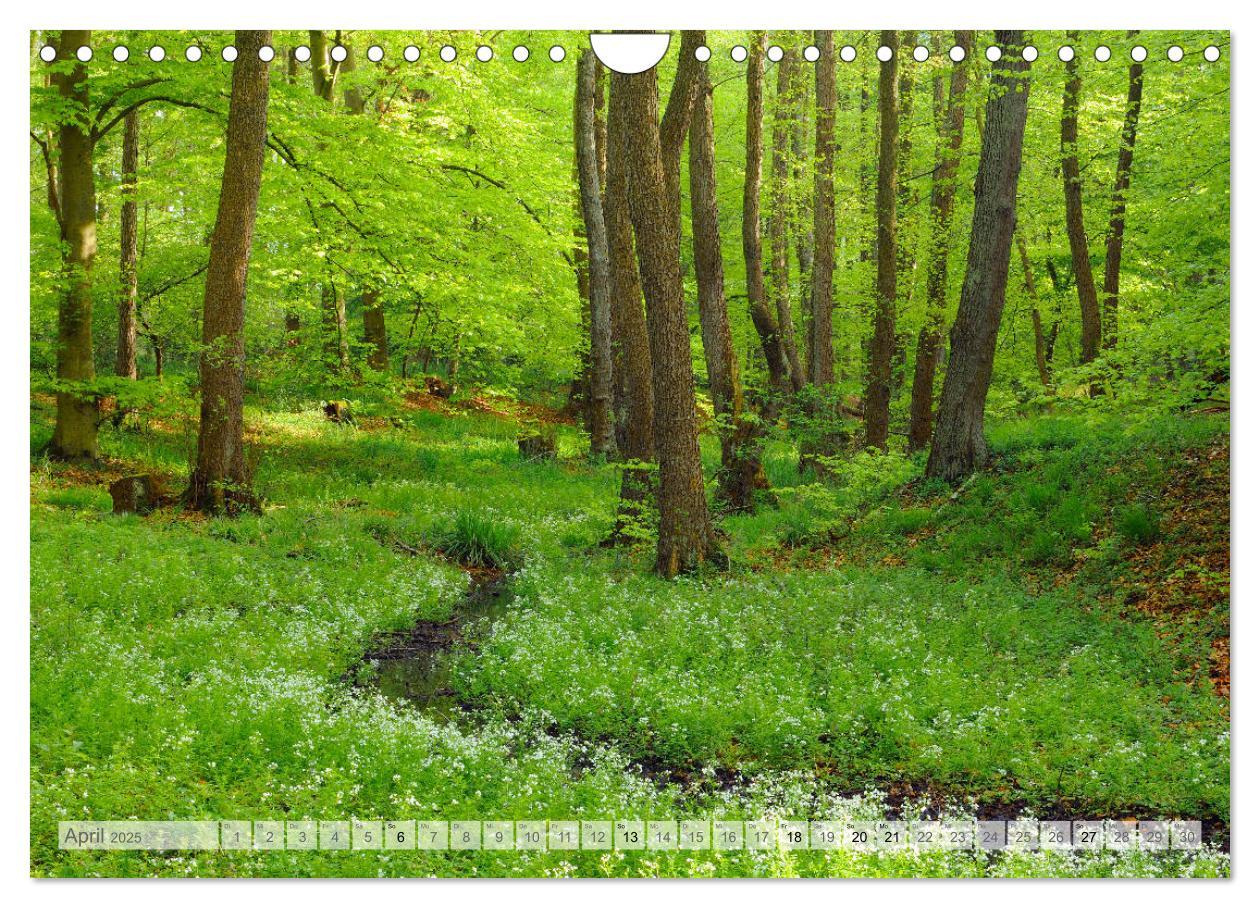 Bild: 9783435409853 | Moore und Bäche in Eifel und Ardennen (Wandkalender 2025 DIN A4...