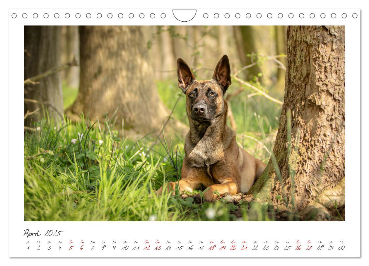 Bild: 9783383798429 | Mit dem Malinois durch das Jahr (Wandkalender 2025 DIN A4 quer),...