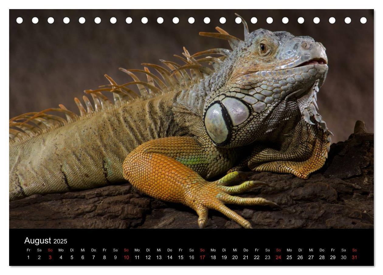 Bild: 9783435826315 | Reptilien &amp; Co. (Tischkalender 2025 DIN A5 quer), CALVENDO...