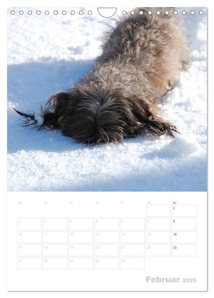 Bild: 9783457014554 | Der Dackel - mein kleiner Freund (Wandkalender 2025 DIN A4 hoch),...